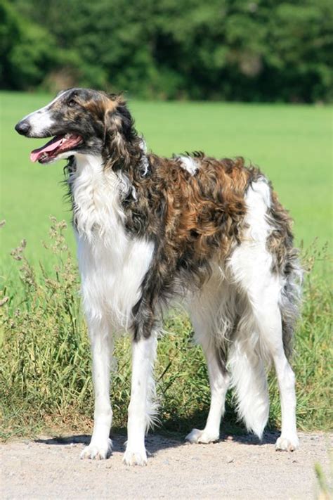 245 Best Russian Greyhound Borzoi Images On Pinterest