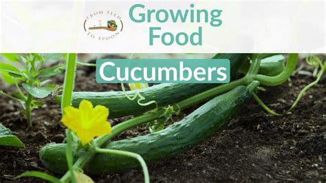 Cucumbers How To Grow And When To Plant In Your Backyard Or Patio