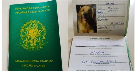 Total and new cases, deaths per day, mortality and recovery rates, current active daily new cases in portugal. Como tirar o Passaporte brasileiro para cães e gatos ...