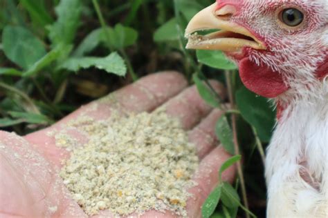 What Grains Do Our Pasture Raised Chickens Eat Wrong Direction Farm