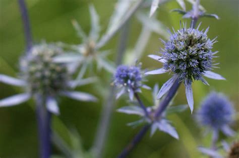 Spiky Purple Flowers Flickr Photo Sharing
