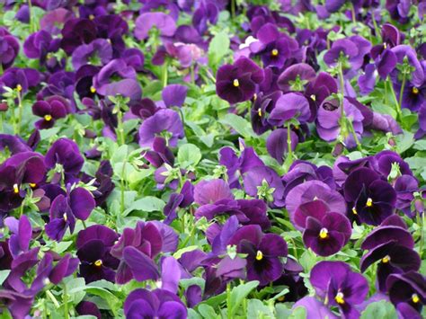 Pictures Of Pansies Mums Kale And Fall Combo Pots And