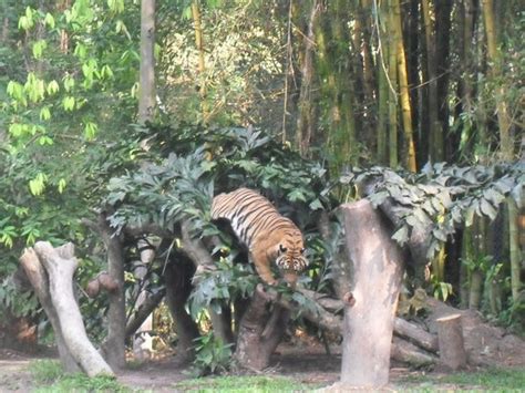 Over the years, the zoo has. Zoo Negara (Ampang, Malaysia): Address, Phone Number, Top ...