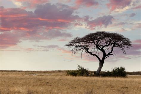 Large Acacia Tree In The Open Savanna Plains Africa Stock Photo Image