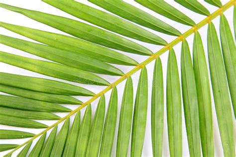 Bladeren Van Palm Op Witte Achtergrond Wordt Geïsoleerd Stock Foto