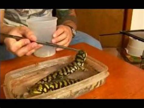 How To Care For A Pet Tiger Salamander How To Feed Tiger Tiger