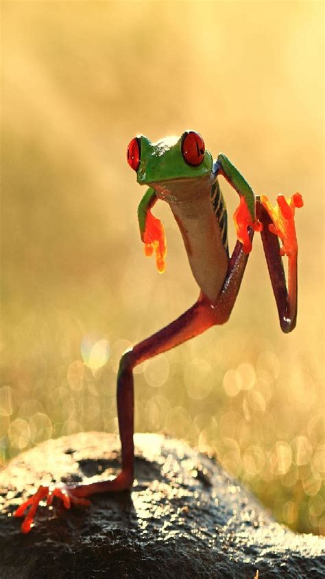 Happy Dancing Frog Dancing Frog Frogs Funny Theme Hd Phone