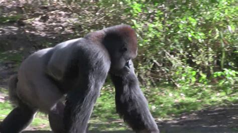 Disney World Animal Kingdom Gorilla Hd Youtube