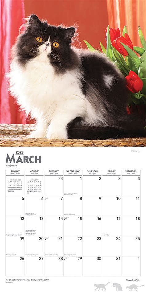 Tuxedo Cats Calendar 2024animal Den