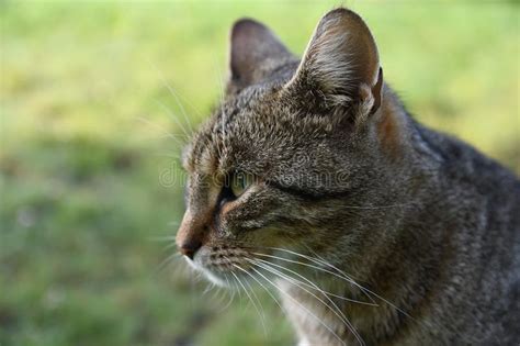 Cat Hunting In Nature Stock Image Image Of Countryside 160385091