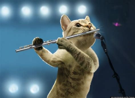 Some Cats Were Born To Play Jazz Flute Cats Music Cats Musical Cat