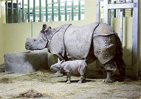 First Indian Rhino Born In Sharjah Zoo Cricket News India Tv