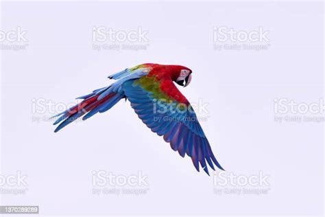 Scarlet Macaw Bird In Flight Stock Photo Download Image Now Macaw