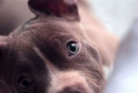 Blue Eyed Pitbull Explained With Pictures Pawleaks