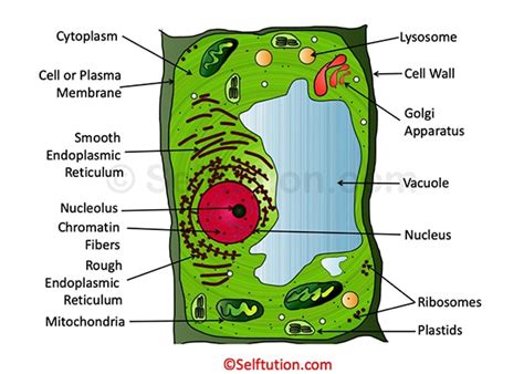 Maybe you would like to learn more about one of these? Structure and Function of a Cell and its Organelles ...