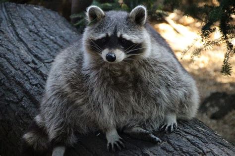 Do Raccoons Hibernate During Harsh Canadian Winters