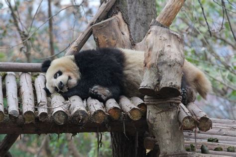Growing Virtual Bamboo For Real Pandas Weibos Panda Movement Whats