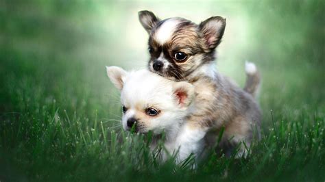 Chihuahua Wallpapers - Wallpaper Cave