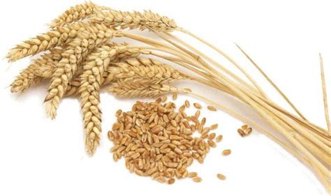 Barley is used as one of the basic ingredients that is used for. Durum Wheat vs. Soft Wheat Flour