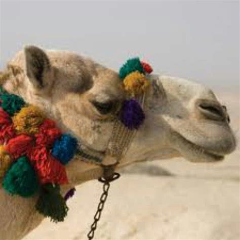 Life expectancy statistics is based on the average number of years of life remaining at a given age. Pin en Egyptian Camels