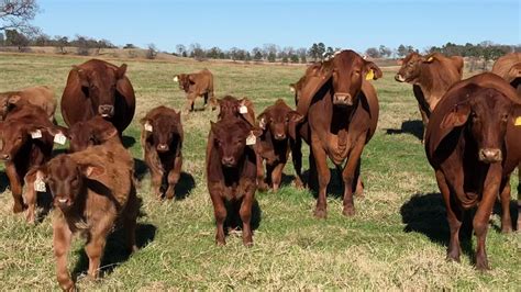 F1 Brahman X Red Angus Heifer Pairs Youtube