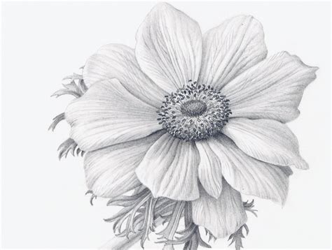 Whatever flower you may attempt to draw, you'll soon experience that lotus flowers are among the easiest to finally, in order to make your lotus flower drawings complete and look realistic, darken and shade the middle parts of the leaves by dark green. Realistic Lotus Flower Drawing at GetDrawings | Free download