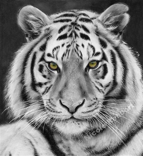 Black and White Tiger (drawing) by Quelchii on DeviantArt | Tiger