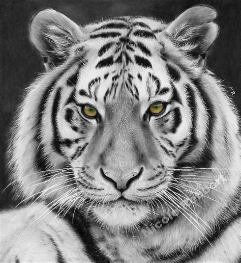 White Tiger Pencil Drawing