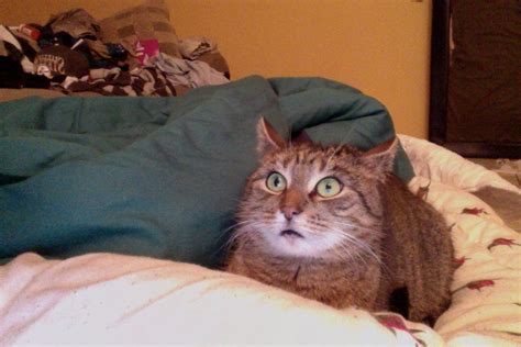 Cat names in horror movies. Cat watching a horror movie : photoshopbattles