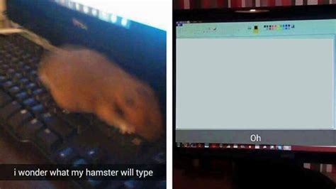 I Wonder What My Hamster Will Type Know Your Meme