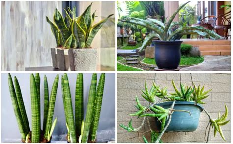 20 Dwarf Snake Plant Varieties With Pictures Pat Garden