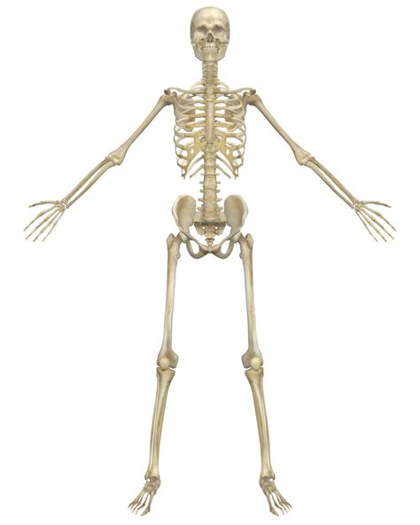 An Introduction To The Skeletal System Bones And Cartilages Interactive Biology With Leslie