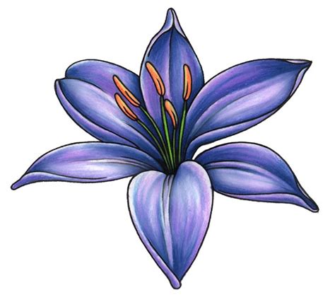 Lily Flowers Drawing At Getdrawings Free Download