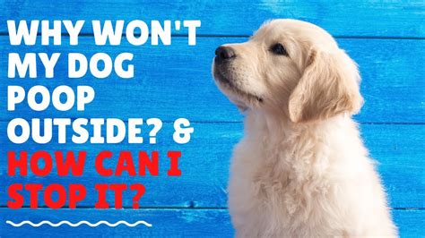 Service dogs enable their handlers to live a more independent life. Why Won't my Dog Poop Outside? How Can I Stop It? - YouTube