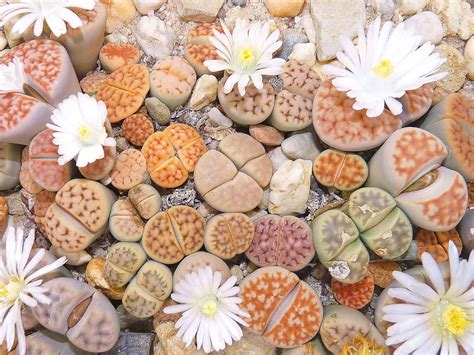 Cactus flowers are simply stunning. How to Grow and Care for Lithops | World of Succulents