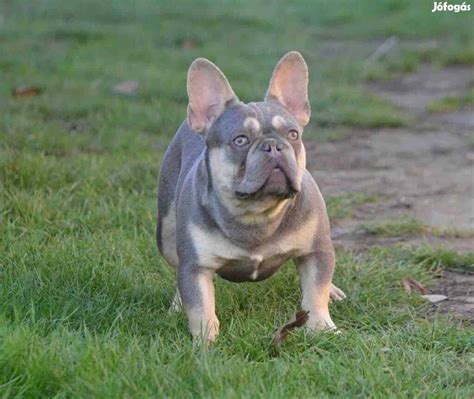 The club was created to promote quality in the breeding of purebred french bulldogs and to do all possible to bring their natural qualities to perfection. Francia bulldog fajtatiszta jellegű eladó - Győr, Győr ...