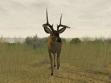 Prove that you're the best hunter and go on a free hunting online now! Deer Hunter: The 2005 Season - download free hunting game ...