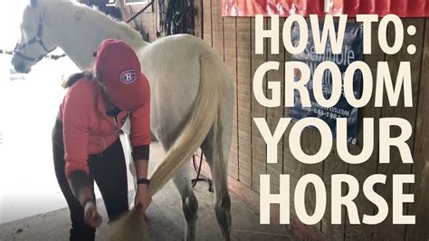 Do labradoodles have to be groomed? How to Groom a Horse | Step-by-Step Guide | Jeffers Equine ...