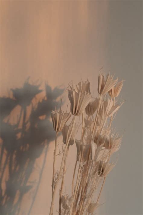 Mid century modern minimalist print. Free Photos of Hand Holding Plant Shadow Background ...