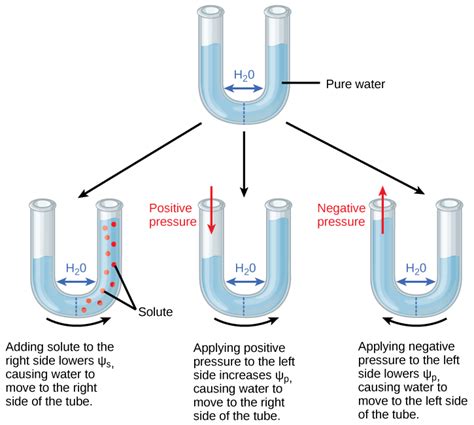 Water Potential | Biology I