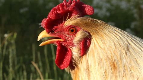 Cock Close Up Stock Footage Video 884530 Shutterstock