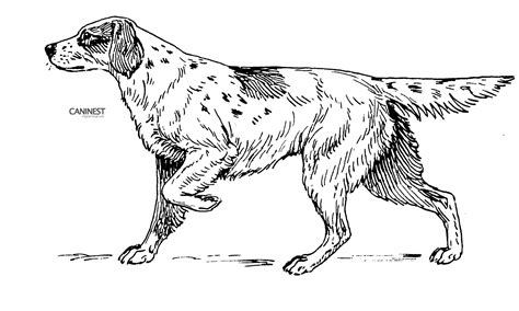 The bottom two circles will form the body and the top circle will form the face. Dog Breed Coloring Pages 2