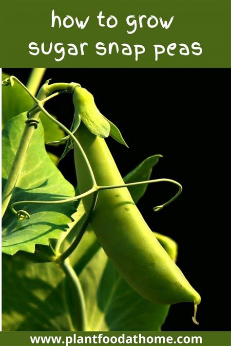 How To Grow Sugar Snap Peas Growing Guide And Tips
