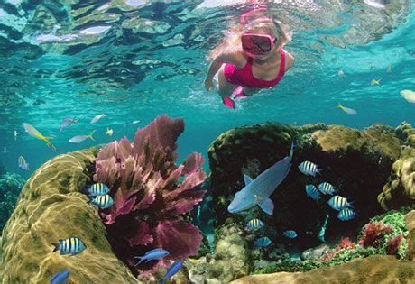 Snorkeling In Florida Coral Reefs Travel Blog
