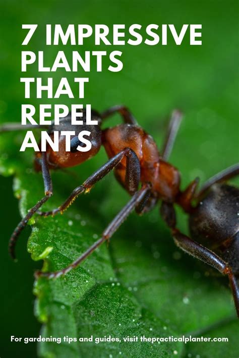 The spray will also kill other insects (read the label for a list). 7 Impressive Plants That Repel Ants (And What Attracts ...