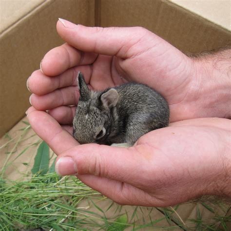 Baby Bunnies For Sale Near Me Baby Viewer
