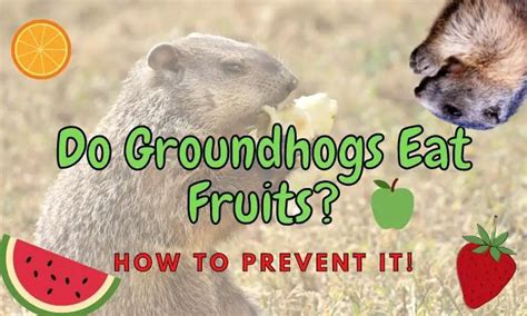 What do groundhogs eat (Facts about the groundhog diet!) – Outlife Expert