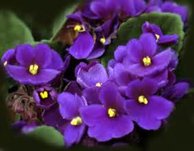 Your illinois state flower stock images are ready. The State Flower of Illinois - The Violet - Pictures
