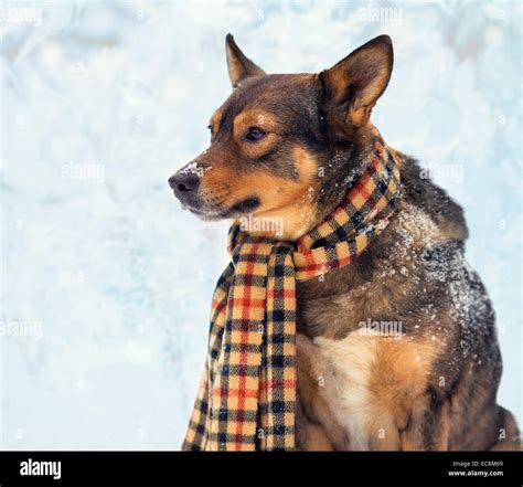 Dog Wearing Neck Scarf Hi Res Stock Photography And Images Alamy