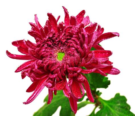 Dark Maroon Chrysanthemum Flower Stock Image Image Of Head Botany